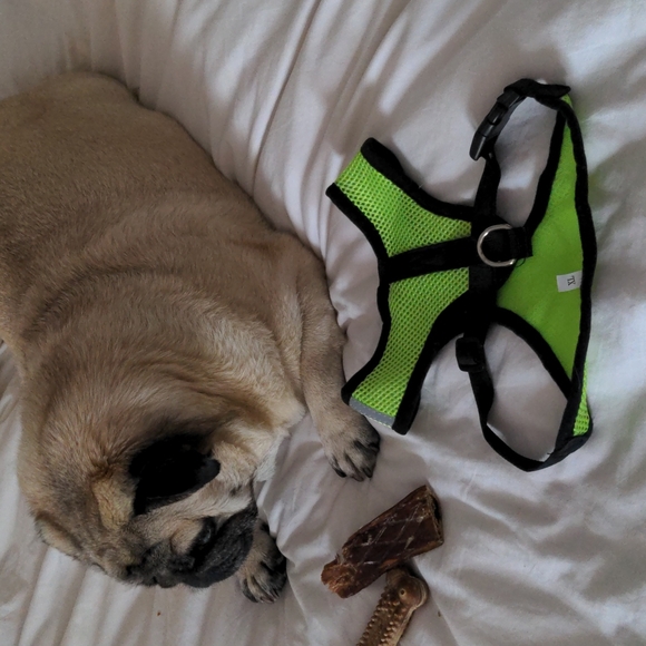 NWOT Neon green harness and leash - Picture 3 of 8